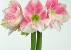 hippeastrum Rosy Star (1)